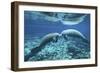 A Pair of Manatees Appear to Be Greeting Each Other, Fanning Springs, Florida-Stocktrek Images-Framed Photographic Print