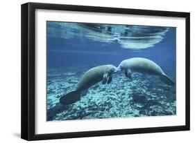 A Pair of Manatees Appear to Be Greeting Each Other, Fanning Springs, Florida-Stocktrek Images-Framed Photographic Print