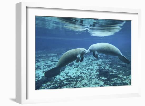 A Pair of Manatees Appear to Be Greeting Each Other, Fanning Springs, Florida-Stocktrek Images-Framed Photographic Print