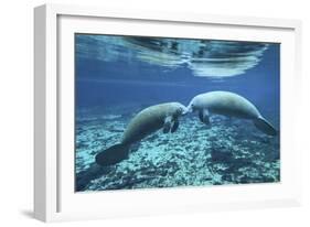 A Pair of Manatees Appear to Be Greeting Each Other, Fanning Springs, Florida-Stocktrek Images-Framed Photographic Print