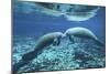 A Pair of Manatees Appear to Be Greeting Each Other, Fanning Springs, Florida-Stocktrek Images-Mounted Photographic Print