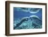 A Pair of Manatees Appear to Be Greeting Each Other, Fanning Springs, Florida-Stocktrek Images-Framed Photographic Print