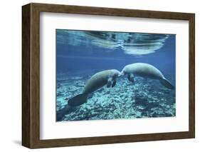 A Pair of Manatees Appear to Be Greeting Each Other, Fanning Springs, Florida-Stocktrek Images-Framed Photographic Print