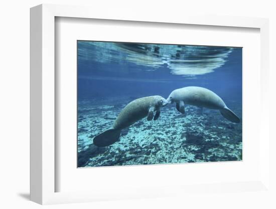 A Pair of Manatees Appear to Be Greeting Each Other, Fanning Springs, Florida-Stocktrek Images-Framed Photographic Print