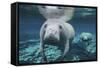 A Pair of Manatees Swimming in Fanning Springs State Park, Florida-Stocktrek Images-Framed Stretched Canvas