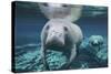 A Pair of Manatees Swimming in Fanning Springs State Park, Florida-Stocktrek Images-Stretched Canvas