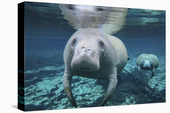 A Pair of Manatees Swimming in Fanning Springs State Park, Florida-Stocktrek Images-Stretched Canvas