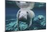 A Pair of Manatees Swimming in Fanning Springs State Park, Florida-Stocktrek Images-Mounted Photographic Print