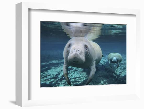 A Pair of Manatees Swimming in Fanning Springs State Park, Florida-Stocktrek Images-Framed Photographic Print