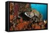 A Pair of Many-Spotted Sweetlips on a Soft Coral Covered Reef-null-Framed Stretched Canvas