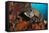 A Pair of Many-Spotted Sweetlips on a Soft Coral Covered Reef-null-Framed Stretched Canvas