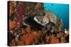 A Pair of Many-Spotted Sweetlips on a Soft Coral Covered Reef-null-Stretched Canvas