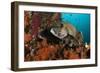 A Pair of Many-Spotted Sweetlips on a Soft Coral Covered Reef-null-Framed Photographic Print