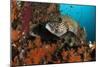 A Pair of Many-Spotted Sweetlips on a Soft Coral Covered Reef-null-Mounted Photographic Print