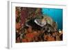 A Pair of Many-Spotted Sweetlips on a Soft Coral Covered Reef-null-Framed Photographic Print