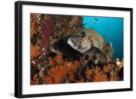 A Pair of Many-Spotted Sweetlips on a Soft Coral Covered Reef-null-Framed Photographic Print