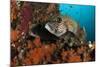 A Pair of Many-Spotted Sweetlips on a Soft Coral Covered Reef-null-Mounted Photographic Print