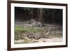 A pair of mating jaguars, Panthera onca, resting on the beach.-Sergio Pitamitz-Framed Photographic Print