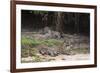 A pair of mating jaguars, Panthera onca, resting on the beach.-Sergio Pitamitz-Framed Photographic Print