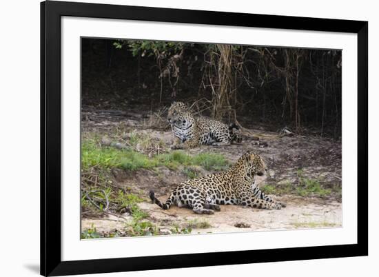 A pair of mating jaguars, Panthera onca, resting on the beach.-Sergio Pitamitz-Framed Photographic Print