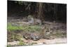 A pair of mating jaguars, Panthera onca, resting on the beach.-Sergio Pitamitz-Mounted Photographic Print