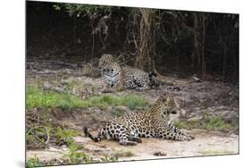 A pair of mating jaguars, Panthera onca, resting on the beach.-Sergio Pitamitz-Mounted Photographic Print