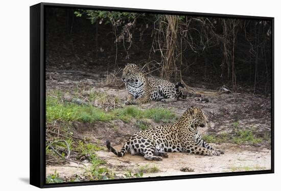 A pair of mating jaguars, Panthera onca, resting on the beach.-Sergio Pitamitz-Framed Stretched Canvas