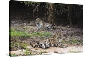 A pair of mating jaguars, Panthera onca, resting on the beach.-Sergio Pitamitz-Stretched Canvas