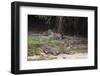 A pair of mating jaguars, Panthera onca, resting on the beach.-Sergio Pitamitz-Framed Photographic Print