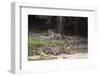 A pair of mating jaguars, Panthera onca, resting on the beach.-Sergio Pitamitz-Framed Photographic Print