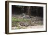 A pair of mating jaguars, Panthera onca, resting on the beach.-Sergio Pitamitz-Framed Photographic Print