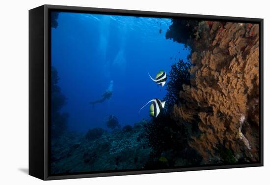 A Pair of Moorish Idols Dart for Cover When Divers Approach-Stocktrek Images-Framed Stretched Canvas