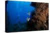 A Pair of Moorish Idols Dart for Cover When Divers Approach-Stocktrek Images-Stretched Canvas