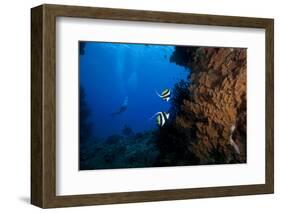 A Pair of Moorish Idols Dart for Cover When Divers Approach-Stocktrek Images-Framed Photographic Print