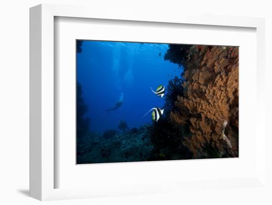 A Pair of Moorish Idols Dart for Cover When Divers Approach-Stocktrek Images-Framed Photographic Print