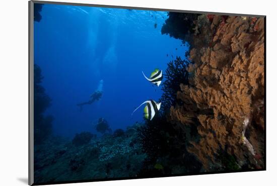 A Pair of Moorish Idols Dart for Cover When Divers Approach-Stocktrek Images-Mounted Photographic Print