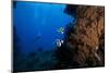 A Pair of Moorish Idols Dart for Cover When Divers Approach-Stocktrek Images-Mounted Photographic Print