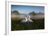 A Pair of Mute Swans, Cygnus Olor, Emerge from the Water on a Misty Morning in Richmond Park-Alex Saberi-Framed Photographic Print