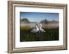 A Pair of Mute Swans, Cygnus Olor, Emerge from the Water on a Misty Morning in Richmond Park-Alex Saberi-Framed Photographic Print