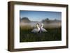 A Pair of Mute Swans, Cygnus Olor, Emerge from the Water on a Misty Morning in Richmond Park-Alex Saberi-Framed Photographic Print