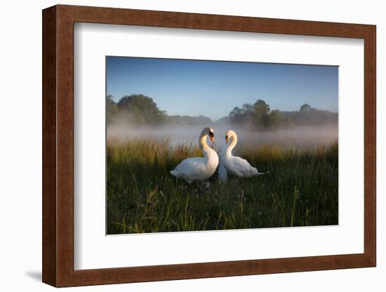 A Pair of Mute Swans, Cygnus Olor, Emerge from the Water on a Misty Morning in Richmond Park-Alex Saberi-Framed Photographic Print