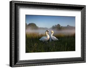 A Pair of Mute Swans, Cygnus Olor, Emerge from the Water on a Misty Morning in Richmond Park-Alex Saberi-Framed Photographic Print