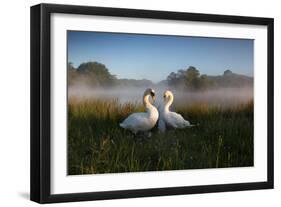 A Pair of Mute Swans, Cygnus Olor, Emerge from the Water on a Misty Morning in Richmond Park-Alex Saberi-Framed Premium Photographic Print