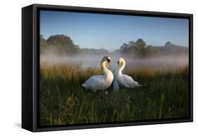 A Pair of Mute Swans, Cygnus Olor, Emerge from the Water on a Misty Morning in Richmond Park-Alex Saberi-Framed Stretched Canvas
