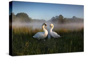 A Pair of Mute Swans, Cygnus Olor, Emerge from the Water on a Misty Morning in Richmond Park-Alex Saberi-Stretched Canvas