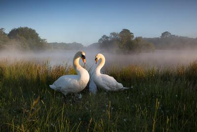 https://imgc.allpostersimages.com/img/posters/a-pair-of-mute-swans-cygnus-olor-emerge-from-the-water-on-a-misty-morning-in-richmond-park_u-L-PYY4VC0.jpg?artPerspective=n
