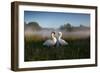 A Pair of Mute Swans, Cygnus Olor, Emerge from the Water on a Misty Morning in Richmond Park-Alex Saberi-Framed Photographic Print