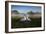 A Pair of Mute Swans, Cygnus Olor, Emerge from the Water on a Misty Morning in Richmond Park-Alex Saberi-Framed Photographic Print