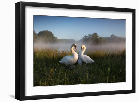 A Pair of Mute Swans, Cygnus Olor, Emerge from the Water on a Misty Morning in Richmond Park-Alex Saberi-Framed Photographic Print