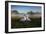 A Pair of Mute Swans, Cygnus Olor, Emerge from the Water on a Misty Morning in Richmond Park-Alex Saberi-Framed Photographic Print